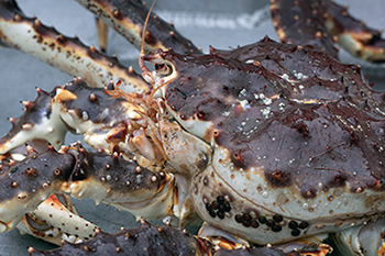 Close up photo of a red King crab