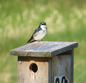 A tree swallow on a Juneau area nest box Photo by Jessica Millsaps