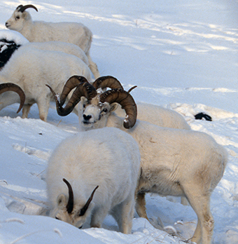 A mixed group of rams and ewes in winter Photo by John HYde