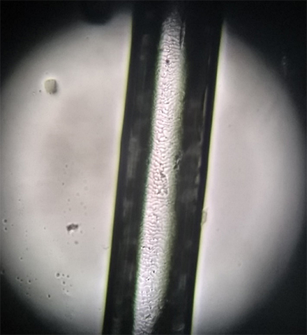 Guard hair of a mountain lion enlarged 40x