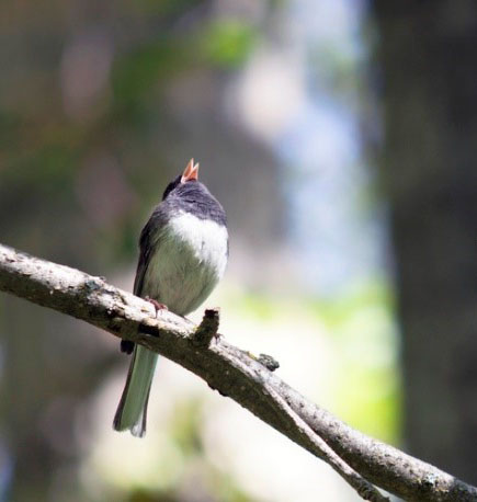 Darkeyed Junco photo ADFampG