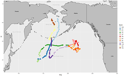 The travels of Lawrence during his first year tagged Each color indicates a different month light blue in the upper center is the first month he was tagged September 2019 near St Lawrence Island in the Bering sea he swam south and then east red is February 2020 in June 2020 he headed north again purple then ended up close to where he started brown in August 2020