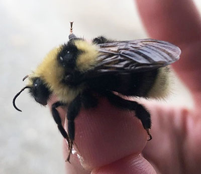 Likely a Bombus insularis which has markings that may be mistaken for other species Credit Sanaa Siddiqi
