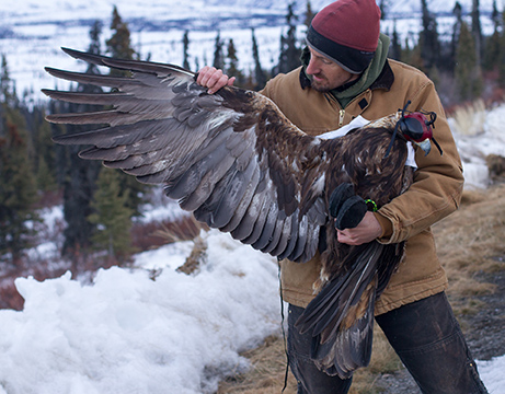 Travis Booms inspects the wing of a Golden Eagle The amount of white on the primary feathers on the underside of the wing offer insight into the maturity of a juvenile Golden Eagle Blood samples from 44 juvenile and adult eagles and 22 nestling chicks in Alaska were contributed to the national study