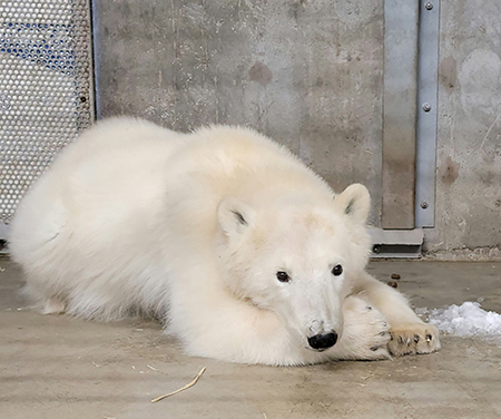 The polar bear cub captured roaming the Prudhoe Bay area The US Fish and Wildlife Service which manages polar bears sent biologists to assess the situation and in consultation with the Alaska Zoo veterinarian made the unusual decision that the male cub of the year should be removed from the wild The bear was exhibiting comfort around people raising concerns for potential humanbear conflicts Some small lacerations can be seen on its upper lip Alaska ZooSam Lavin photo