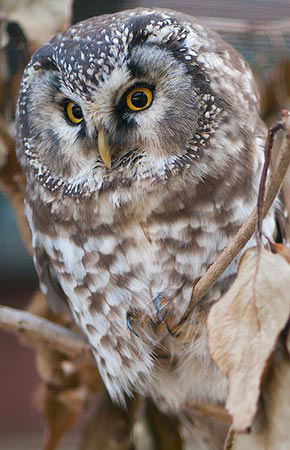 Boreal owls may be found when they are calling during the mating and breeding season  late January or early February and continuing until late April Their call can be heard up to one and a half miles away When calling they can sometimes be tracked down and seen but often they will fly a short distance and start calling again In the spring the call may be mistaken for the snipe winnowing call