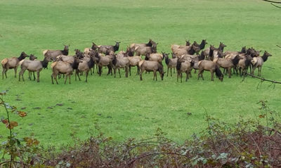 An elk herd in Oregon CWD affects elk deer moose and caribou Photo by Adam Rouske