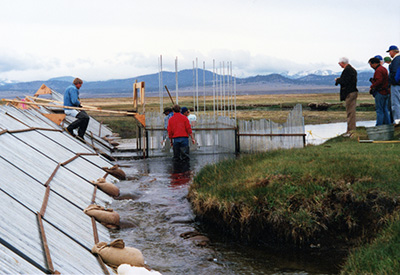Owens River weir construction 1990 This fish weir was constructed by the Izaak Walton League under the direction of Sam Bertoni