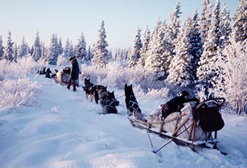 Dave with the dog team on the Stampede Trail on the trip referenced by Rod Boertje Dave Klein Photograph Collection Courtesy of Karen Brewster