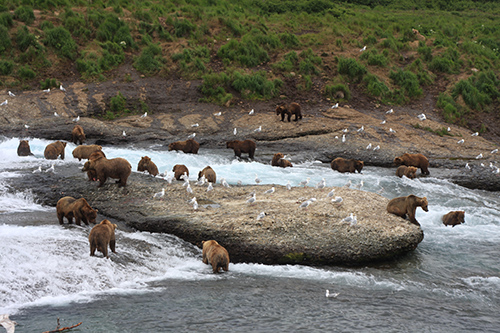 Brown bears at the McNeil River the viewing platform is just out of the frame in the foreground and overelooks this view Drew HamiltonADFampG