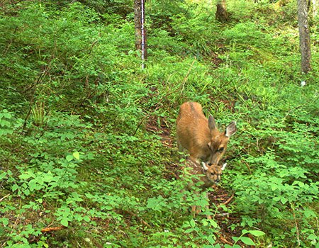A Mitkof Island doe with a young fawn photographed with a trail camera as part of deer research