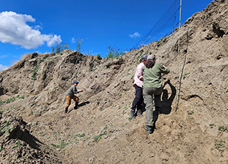 Researchers set up a mist net to catch Bank Swallows Swallows fly into the net and are tangled but unharmed Researchers can free the birds band andor tag them and release them Eva Allaby photo
