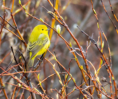 Yellow warbler photo by Jim Dau