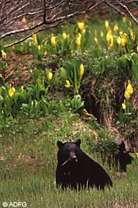 Bears  and birds  have plenty of wild food available in summer and should eat natural foods Take down bird feeders in midApril to keep bears  out of your yard
