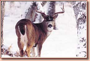 Deer from Kodiak and Prince of Wales Islands are some of the largest in Alaska Photo by Mike Flores