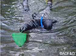 Now Im an otter Piokowski has successfully captured a juvenile Atlantic salmon after waiting arm poised above his head