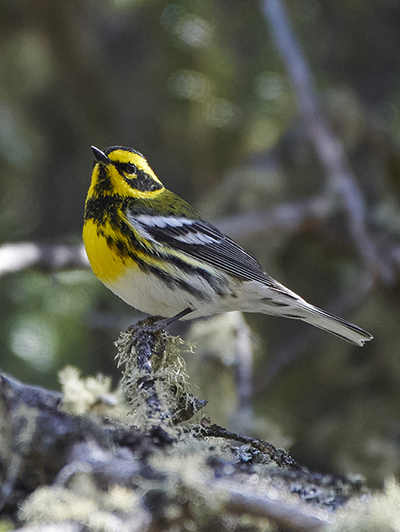 Nate Pamperin photographed his first sighting of the year of a Townsend39s Warbler in Fairbanks