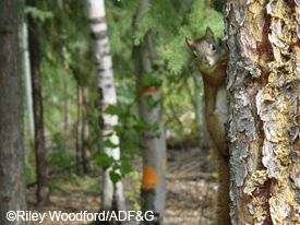Red Squirrels are active all winter in Alaska