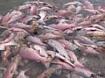 So many fish crowded the river that many of the Alagnak River sockeye died without even spawning