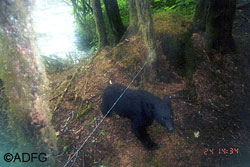 A remote camera captured this image of a black bear walking under a hair snare