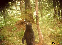 A black bear investigates the bait to a tetracycaline station on Kuiu Island
