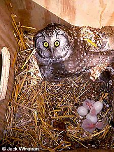 A boreal owl in a nest box with eggs and newlyhatched chicks