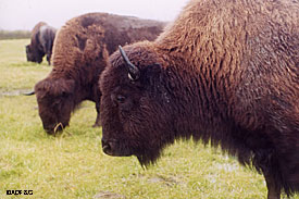 During the Ice Age steppe bison the ancestors of modern bison migrated to Alaska from Asia crossing the Bering land corridor