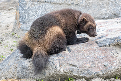 A collared wolverine at Alaska Wildlife Conservation Center Doug Lindstrand photo