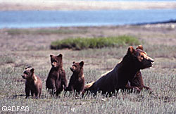 Bears see well but seeing silhouette and movement is an important part of bears distance vision