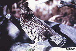 Ruffed grouse are one of four grouse species found in Alaska