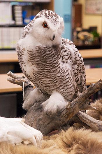 A snowy owl from the taxidermy collection
