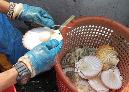 Scallop meat on the half shell Photo by Jessica Glass