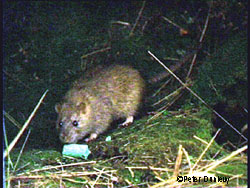 A norway rat True citizens of the world Norway rats are not from Norway but northern Asia and were spread worldwide through shipping and trade