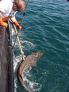 Tagging a sleeper shark