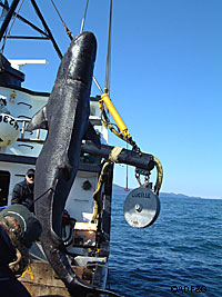 A sleeper shark is brought aboard so the contents of its stomach can be examined providing valuable insights into the sharks39 diet