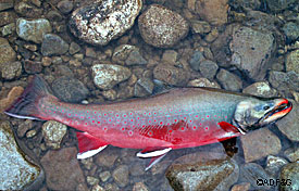 A Dolly Varden in striking spawning colors Dolly Varden have been much maligned as a predator of salmon Although they do eat salmon eggs they are more scavenger than predator