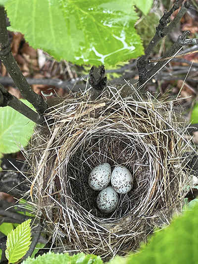 Yellow warbler nest Photo by Arin Underwood