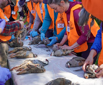 emIntroduction to Upland Bird Huntingem students learn to clean game birds Palmer 2024