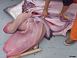 View of enormous salmon shark liverPhoto courtesy Lee Hulbert