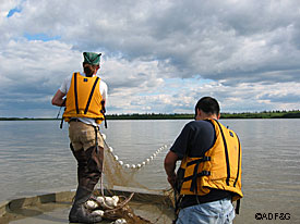Fish and Game biologists set a net to capture king salmon Radio transmitters will be implanted in the salmon allowing biologists to track their upriver migration Photo courtesy Lisa Stuby