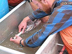 Implanting a transmitter in a king salmon Photo courtesy Lisa Stuby
