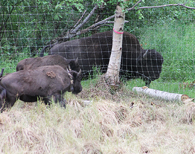 Wild bison and captive yearling bison connect through the soft release pen fence July 2022