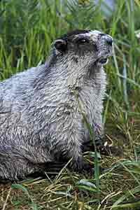 Marmots  giant ground squirrels welladapted to cold  avoid overheating in summer by retreating to their burrows Three species of marmots are found in Alaska