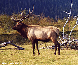 Fish and Game biologists keep an eye on captive wild animals as well as exotic pets brought into Alaska Photo by Riley Woodford
