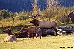 Elk at the Alaska Wildlife Conservation Center Elk are not native to Alaska and biologists are mindful of the potential problems that have occurred with imported animals Photo by Riley Woodford