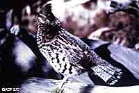 Ruffed grouse and moose benefit from conditions that follow wildland fire ADFampG photo