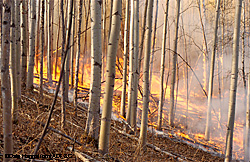 Flames consume undergrowth in part of the 26acre controlled burn on Nenana Ridge Photo by Dlae Haggstrom