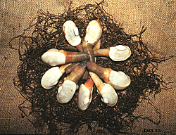 Geoducks can live for decades growth rings on their shells have shown that some geoducks live more than 140 years