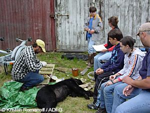 Dzantiki Heeni middle school students Dominic Lodovici and Christopher Lundborg and their parents assist Area Biologist Neil Barten put a GPS collar on a local black bear