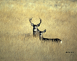 Deer moose caribou and elk grow antlers in the spring and summer and shed them in the winter Photo USFWSTupper Blake